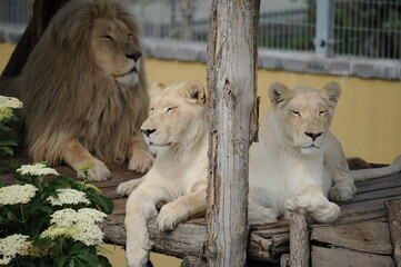 albino lion, wild, animals, predators, shelter, endangered species,