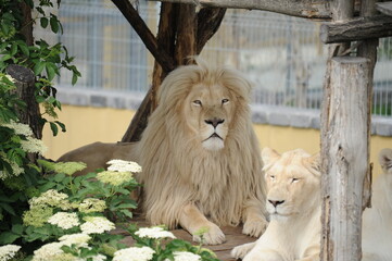 albino lion, wild, animals, predators, shelter, endangered species,