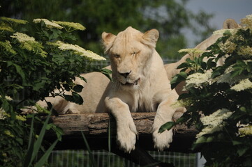 albino lion, wild, animals, predators, shelter, endangered species,