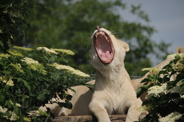 albino lion, wild, animals, predators, shelter, endangered species,