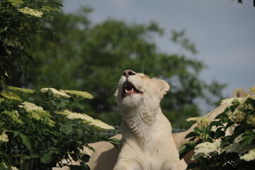 albino lion, wild, animals, predators, shelter, endangered species,