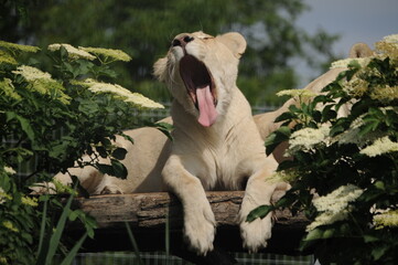 albino lion, wild, animals, predators, shelter, endangered species, - obrazy, fototapety, plakaty