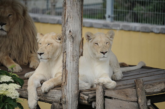 albino lion, wild, animals, predators, shelter, endangered species,