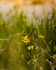 yellow flower in the grass
