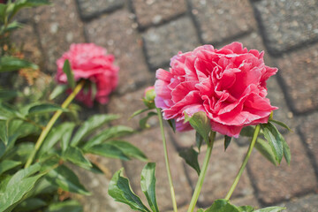 a pink rose hanging over a paved street