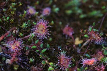 Close up of drosera rotundifolia, the round-leaved sundew or common sundew, a carnivorous plant.
