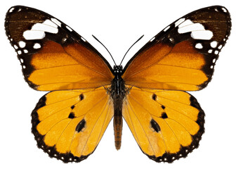 Danaus chrysippus butterfly specimen