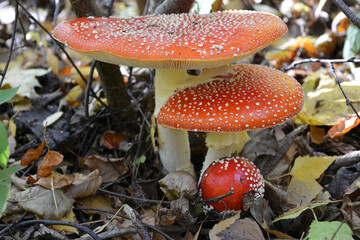 Three cheerful red fly agaric grow close to each other among withered fallen leaves. Beautiful autumn photography. Botanical illustration.