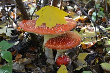 Three red fly agarics grow close to each other and resemble the steps of a fairy-tale porch....