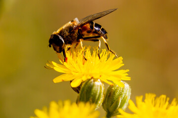 Macro photo of insect collecting pollen from a flower. Insect perched on a flower