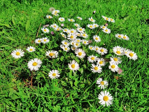 Daisy or ox-eye daisy, Bellis is a genus of perennial plants from the Asteraceae family. Small herbaceous plants, Daisy perennial Bellis perennis. Green meadow or lawn.