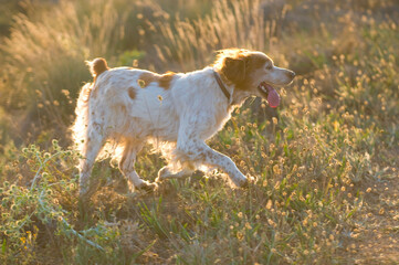 View of a cute hound dog running across the field on a sunny day