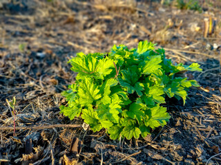 bush on the ground