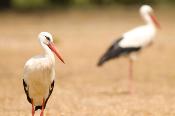 Selective focus shot of white storks (ciconia ciconia) in the field
