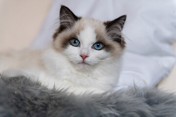 Entspanntes Ragdoll Kitten