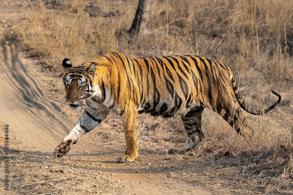 Poster A tiger walking in the forest in India