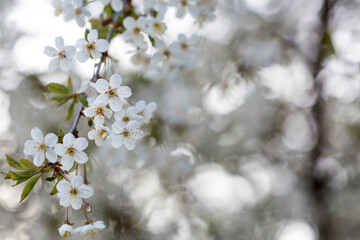 Banner. Macro photography. Spring, nature photo wallpaper. Cherry blossoms are blooming in the garden. Blooming white buds on the branches of a tree.