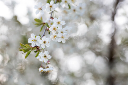 Banner. Macro photography. Spring, nature photo wallpaper. Cherry blossoms are blooming in the garden. Blooming white buds on the branches of a tree.