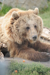 bear, wildlife, predators, shelter, endangered, great, dangerous, 