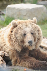 bear, wildlife, predators, shelter, endangered, great, dangerous, 