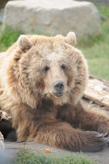 Obraz na płótnie Canvas bear, wildlife, predators, shelter, endangered, great, dangerous, 