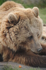 bear, wildlife, predators, shelter, endangered, great, dangerous, 