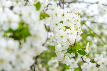 White cherry tree flowers close-up. Soft focus. Spring gentle blurred background. Blooming apricot blossom branch. Beginning of season, awakening of nature. Fresh green leaves.