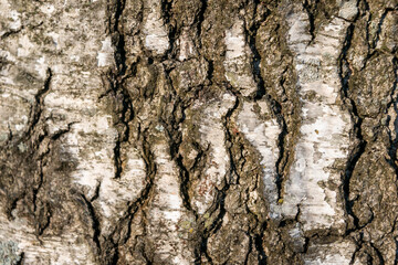 Relief texture of old thick birch bark. Close-up.