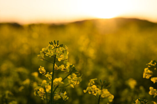 Yellow rape flower with sunset background