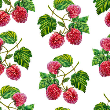 Raspberry. Pattern with raspberry branches, raspberries. Watercolor illustration. On a white background.