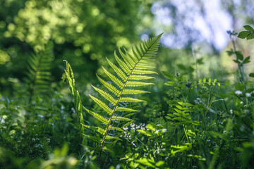 fern leaf in the undergrowth