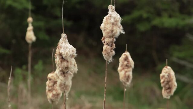 Tight shot of wetland cattails or bulrush