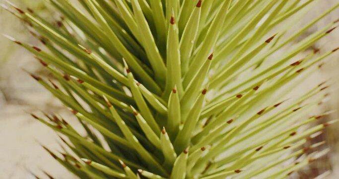 A Mojave Yucca in the Mojave National Preserve, California 