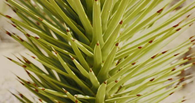 A Mojave Yucca in the Mojave National Preserve, California 