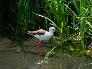 Aquatic bird Stilt (Himantopus himantopus) in a protected environment