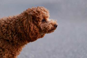 Dog of the breed of that poodle on a leash walks in the park.