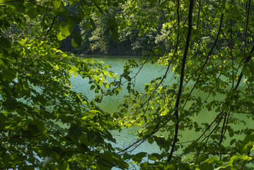 jezioro szmaragdowe, liście, trawy, drzewa