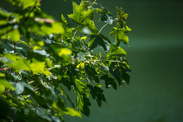 jezioro szmaragdowe, liście, trawy, drzewa
