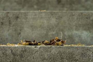 leaves lie on the stairs