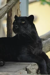 Türaufkleber black Panther, wild animals, cat © Albin Marciniak