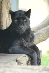 Tuinposter black Panther, wild animals, cat © Albin Marciniak