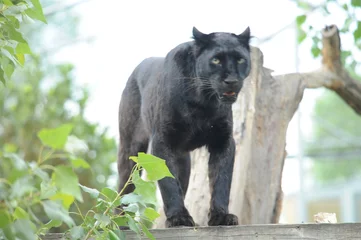 Fotobehang black Panther, wild animals, cat © Albin Marciniak