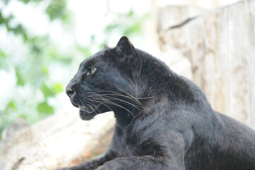 black Panther, wild animals, cat