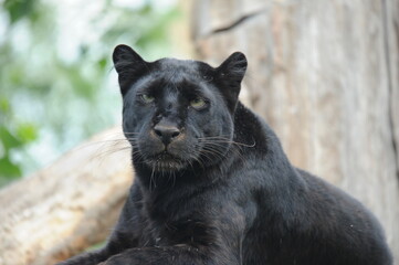 Naklejka na ściany i meble black Panther, wild animals, cat