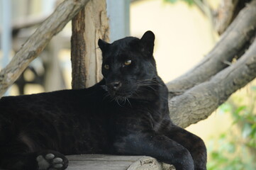 black Panther, wild animals, cat