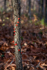 Red berries of Black Walnut or Tamus communis, climbing plant entangled in chestnut tree stump