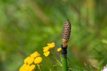 Horsetail sporangia and tansy flowers