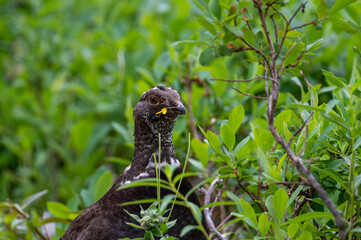 Sooty grouse with yellow flower in beak