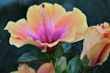 Tropical Hibiscus in a garden. It has variegated orange and pink coloring.