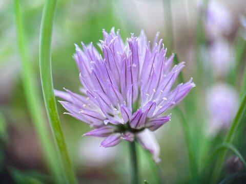 close up of purple flowers 